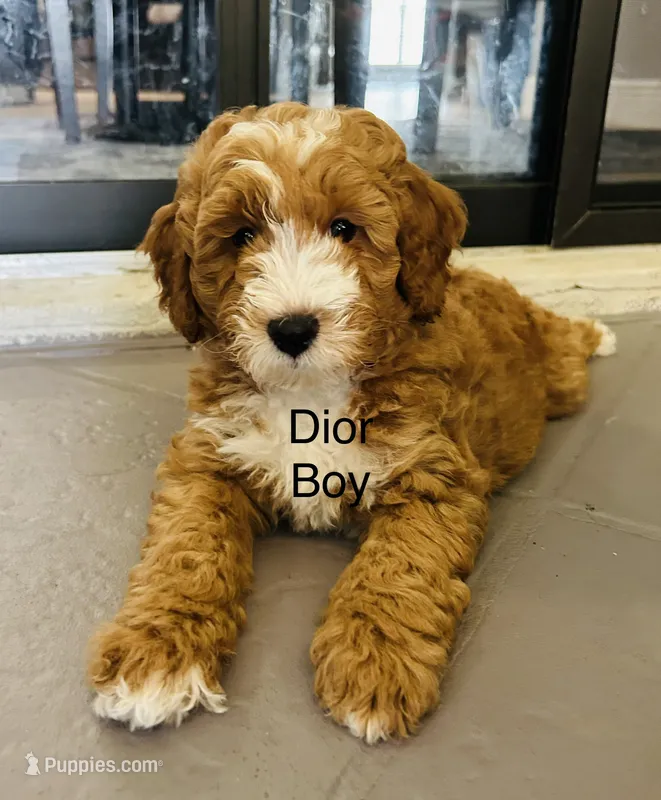 Dior – Miniature Goldendoodle puppy for sale in Orange City, FL