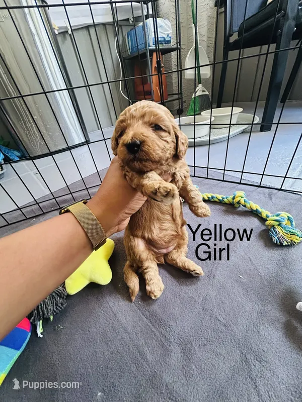 Channel – Miniature Goldendoodle puppy for sale in Orange City, FL