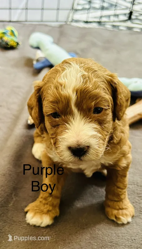 Dior – Miniature Goldendoodle puppy for sale in Orange City, FL