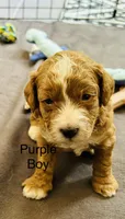 Dior, a male Miniature Goldendoodle for sale in Orange City, FL – 1 of 2