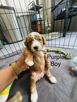 Dior, a male Miniature Goldendoodle for sale in Orange City, FL – 2 of 2