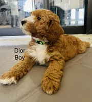 Dior, a male Miniature Goldendoodle for sale in Orange City, FL – 3 of 5