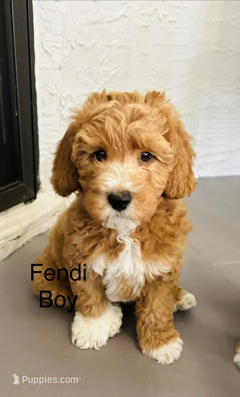 Fendi – Miniature Goldendoodle puppy for sale in Orange City, FL
