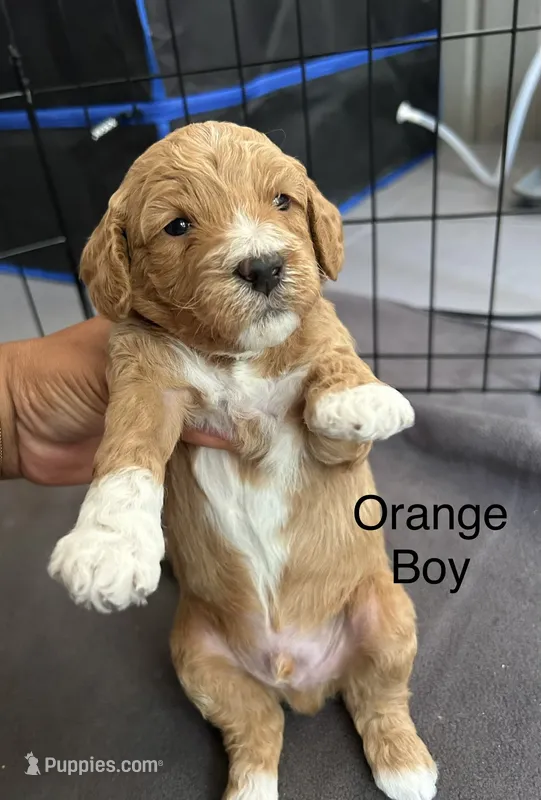 Fendi – Miniature Goldendoodle puppy for sale in Orange City, FL