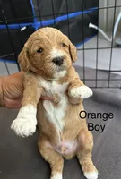 Fendi, a male Miniature Goldendoodle for sale in Orange City, FL – 1 of 1