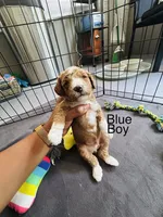 Louis, a male Miniature Goldendoodle for sale in Orange City, FL – 2 of 2