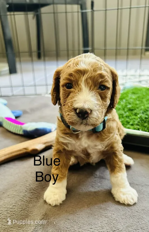 Louis – Miniature Goldendoodle puppy for sale in Orange City, FL
