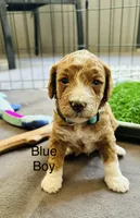 Louis, a male Miniature Goldendoodle for sale in Orange City, FL – 1 of 2