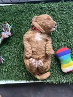 Prada, a female Miniature Goldendoodle for sale in Orange City, FL – 2 of 3