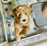 Dior, a male Miniature Goldendoodle for sale in Orange City, FL – 2 of 5
