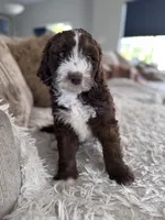 Brownie @ 7 weeks , a male Bernedoodle and Miniature Goldendoodle for sale in Denver, CO – 8 of 9