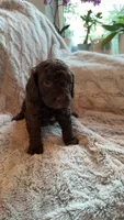 Shadow, a male Bernedoodle and Miniature Goldendoodle for sale in Denver, CO – 6 of 6