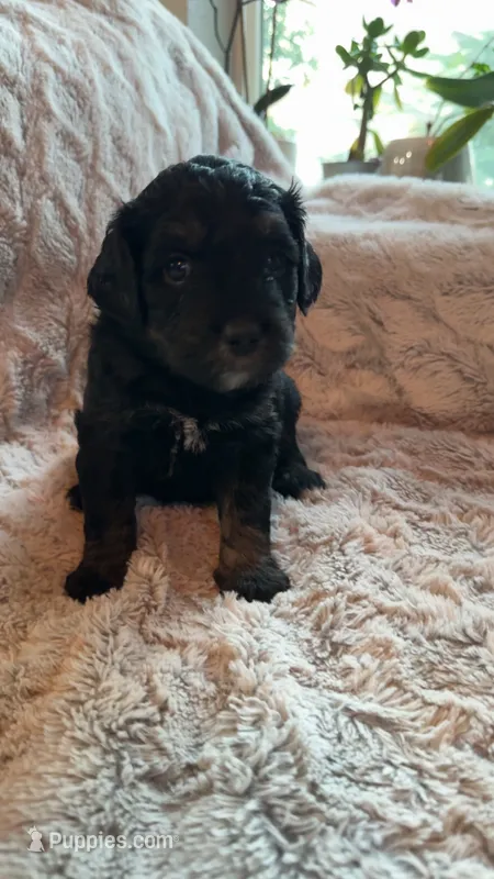 Alex  – Bernedoodle, Miniature Goldendoodle puppy for sale in Denver, CO