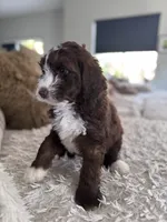 Brownie @ 7 weeks , a male Bernedoodle and Miniature Goldendoodle for sale in Denver, CO – 7 of 9