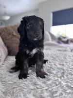 Alex @ 7 weeks , a male Bernedoodle and Miniature Goldendoodle for sale in Denver, CO – 4 of 6
