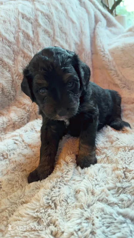 Alex @ 7 weeks  – Bernedoodle, Miniature Goldendoodle puppy for sale in Denver, CO