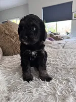 Raven @  7 weeks, a male Bernedoodle and Miniature Goldendoodle for sale in Denver, CO – 6 of 6