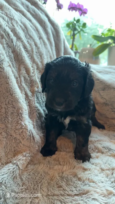 Raven – Bernedoodle, Miniature Goldendoodle puppy for sale in Denver, CO
