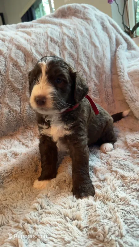 Brownie  – Bernedoodle, Miniature Goldendoodle puppy for sale in Denver, CO