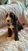 Brownie , a male Bernedoodle and Miniature Goldendoodle for sale in Denver, CO – 1 of 7