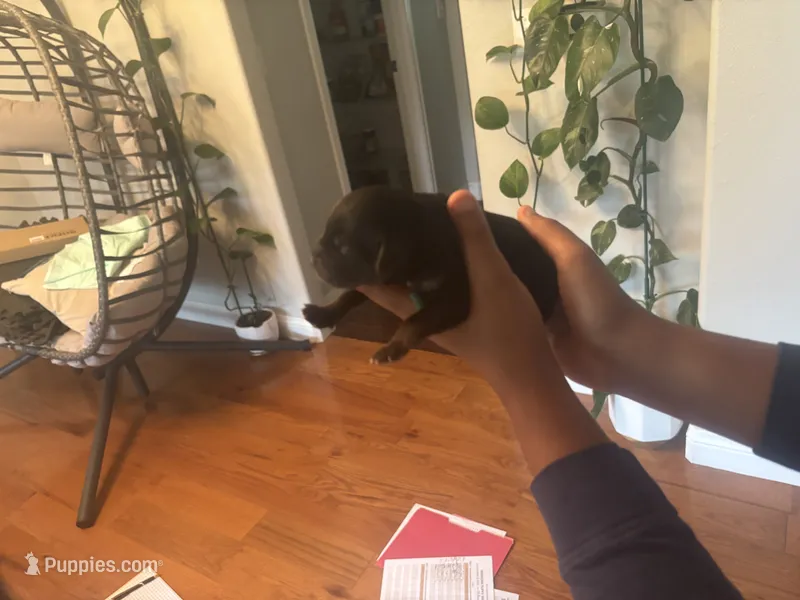 Raven – Bernedoodle, English Goldendoodle puppy for sale in Denver, CO