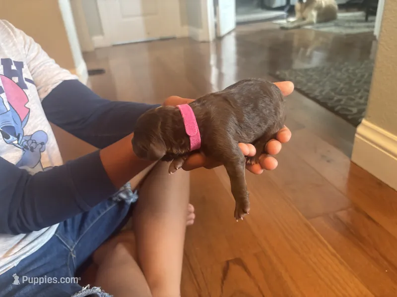 Shadow – Bernedoodle, English Goldendoodle puppy for sale in Denver, CO