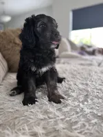 Alex @ 7 weeks , a male Bernedoodle and Miniature Goldendoodle for sale in Denver, CO – 6 of 6