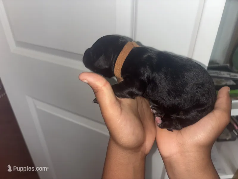 Alex  – Bernedoodle, English Goldendoodle puppy for sale in Denver, CO
