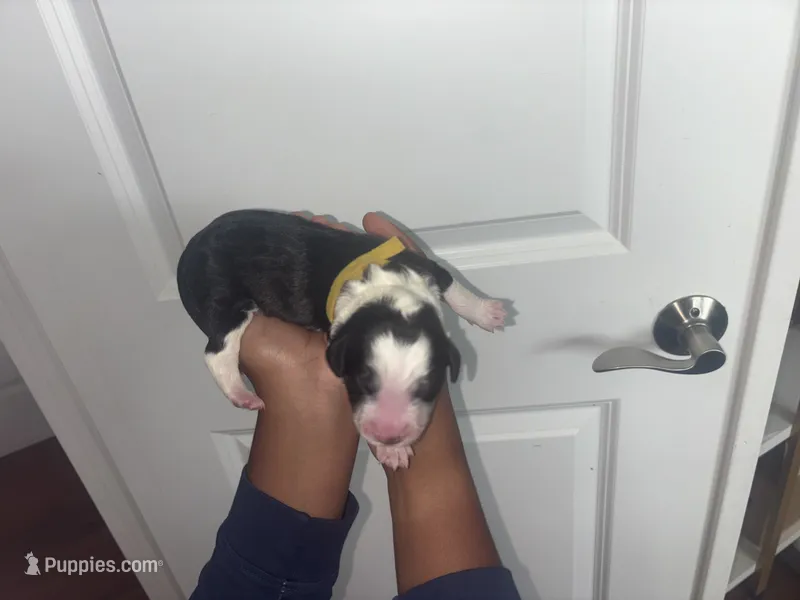 Sunshine  – Bernedoodle, English Goldendoodle puppy for sale in Denver, CO