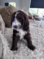 Brownie @ 7 weeks , a male Bernedoodle and Miniature Goldendoodle for sale in Denver, CO – 9 of 9