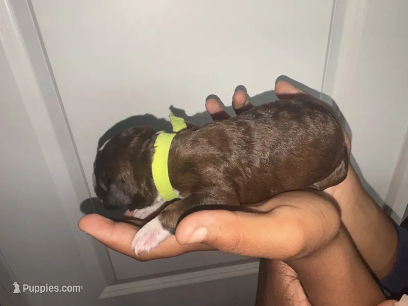 Pumpkin  – Bernedoodle, English Goldendoodle puppy for sale in Denver, CO