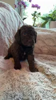 Spot, a female Bernedoodle for sale in Denver, CO – 2 of 5