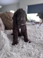 Shadow @ 7 weeks, a male Bernedoodle and Miniature Goldendoodle for sale in Denver, CO – 6 of 7