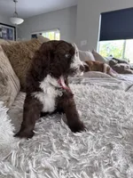 Brownie @ 7 weeks , a male Bernedoodle and Miniature Goldendoodle for sale in Denver, CO – 6 of 9