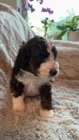 Pumpkin , a male Bernedoodle and Miniature Goldendoodle for sale in Denver, CO – 3 of 6