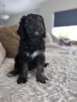 Alex @ 7 weeks , a male Bernedoodle and Miniature Goldendoodle for sale in Denver, CO – 5 of 6