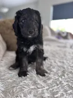 Alex @ 7 weeks , a male Bernedoodle and Miniature Goldendoodle for sale in Denver, CO – 3 of 6