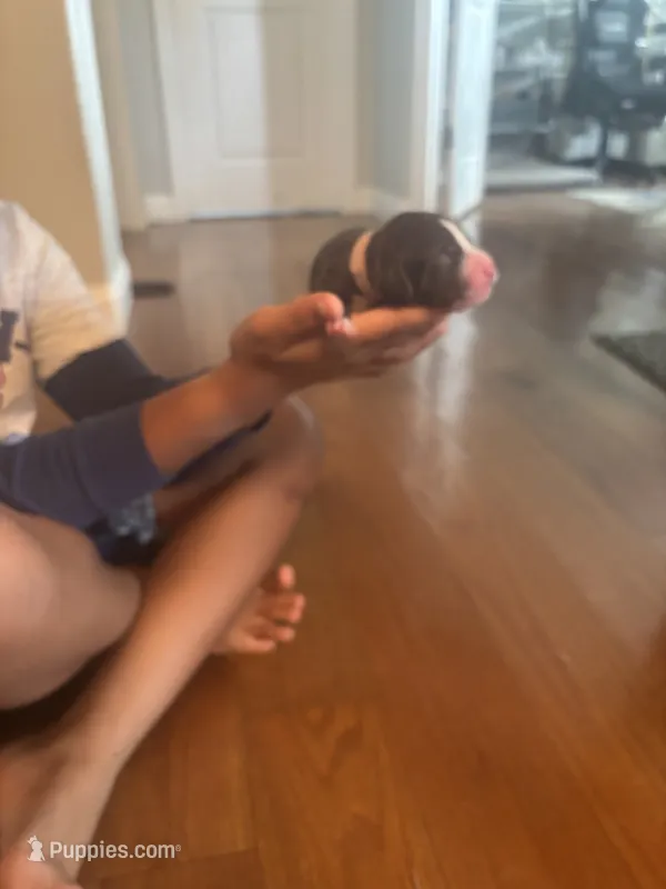 Brownie  – Bernedoodle, English Goldendoodle puppy for sale in Denver, CO