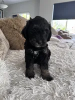 Raven @  7 weeks, a male Bernedoodle and Miniature Goldendoodle for sale in Denver, CO – 5 of 6