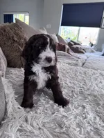 Brownie @ 7 weeks , a male Bernedoodle and Miniature Goldendoodle for sale in Denver, CO – 5 of 9
