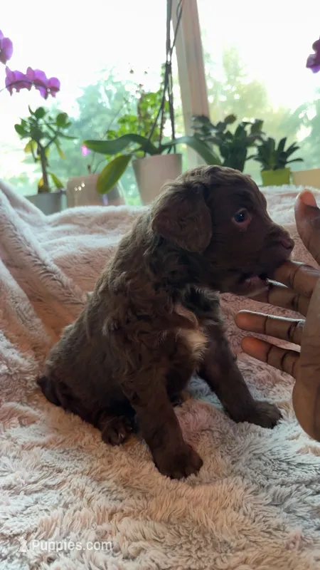 Shadow – Bernedoodle, English Goldendoodle puppy for sale in Denver, CO