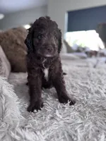 Shadow @ 7 weeks, a male Bernedoodle and Miniature Goldendoodle for sale in Denver, CO – 5 of 7