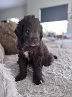 Shadow @ 7 weeks, a male Bernedoodle and Miniature Goldendoodle for sale in Denver, CO – 7 of 7