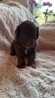 Shadow, a male Bernedoodle and Miniature Goldendoodle for sale in Denver, CO – 2 of 6