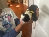 Sunshine , a female Bernedoodle and English Goldendoodle for sale in Denver, CO – 3 of 3