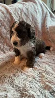 Pumpkin , a male Bernedoodle and Miniature Goldendoodle for sale in Denver, CO – 2 of 6