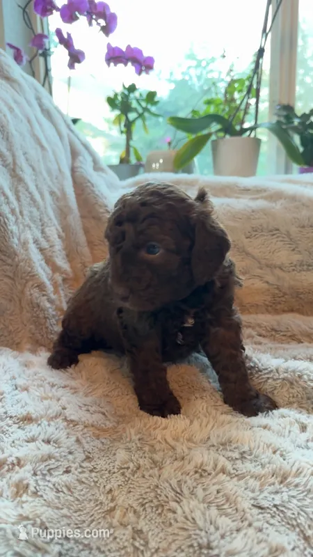 Spot – Bernedoodle puppy on hold in Denver, CO