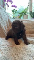 Spot, a female Bernedoodle for sale in Denver, CO – 1 of 5