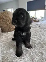 Raven @  7 weeks, a male Bernedoodle and Miniature Goldendoodle for sale in Denver, CO – 4 of 6