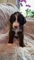 Pumpkin , a male Bernedoodle and Miniature Goldendoodle for sale in Denver, CO – 1 of 6